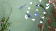 Medaka Ricefish GIF