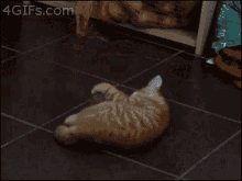 So Excited GIF - Cats Jumping Excited GIFs