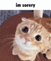 I'M Sorry Sad Cat GIF - I'M Sorry Sad Cat Love Cat GIFs