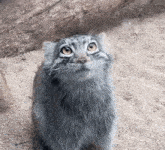 a gray cat with yellow eyes is looking up