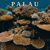 a colorful coral reef with the word palau written above it
