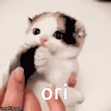 Ori Orion GIF - Ori Orion Cute Kitten GIFs
