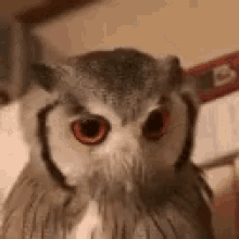 Angry Owl GIF - Angry Owl GIFs