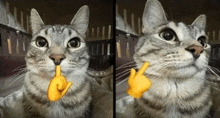 Mewing Cat GIF