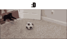 Cat Soccer GIF - Cat Soccer Soccer Ball GIFs