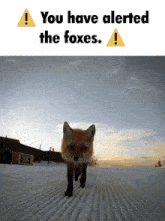 Fox You Have Alerted The Fox GIF - Fox You Have Alerted The Fox Foxes GIFs