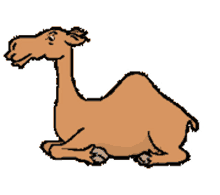 studio camel