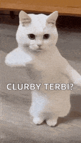 a white cat is standing on its hind legs .