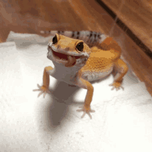Turuncu Gecko GIF