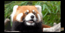 Red Panda Cute GIF - Red Panda Cute What Do You Mean GIFs