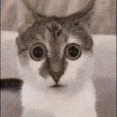 Cat Eyes GIF - Cat Eyes Tesy GIFs