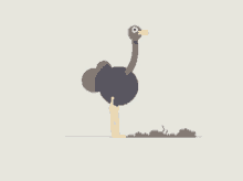Ostrich Burried GIF