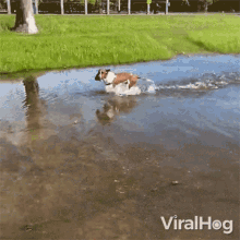 Shaking Off Viralhog GIF - Shaking Off Viralhog Drying Off GIFs