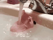 Rat Bathing Rat Taking A Bath Rat In Sink Rodent GIF