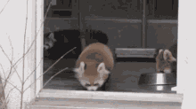 Funny Animals Red GIF - Funny Animals Red Panda GIFs