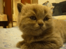 Tired Kitteh GIF - Kitten Cat Tired GIFs