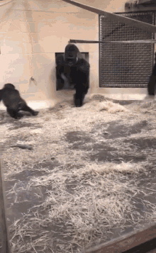 gorilla cenzoo gorillatag slideshow primate