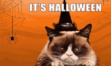 Halloween Grumpy Cat GIF - Halloween Grumpy Cat Its Halloween GIFs