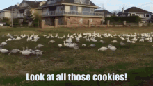 Cookie Lover Saga Look At All Those Chickens GIF - Cookie Lover Saga Look At All Those Chickens GIFs