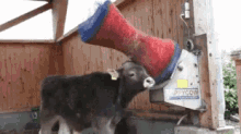 Cow Funny Animals GIF - Cow Funny Animals Back Scratch GIFs