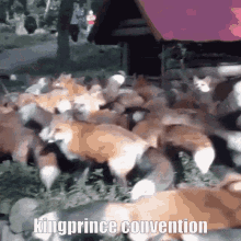 Kingprince Convention Kingprince GIF - Kingprince Convention Kingprince Fox GIFs