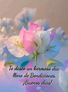 a pink and white flower with the words " te deseo un hermoso dia lleno de bendiciones buenos dias "