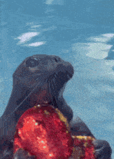 Seal Happy Seal GIF - Seal Happy Seal Seal Love GIFs