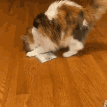 a calico cat is playing with a bag of tissues on the floor