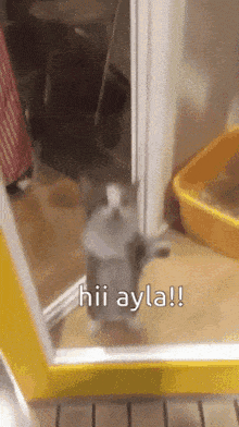 a cat is standing in front of a door with the words hii ayla written on it