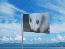 Cat Flag GIF - Cat Flag Windy GIFs