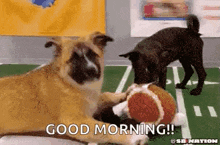 two dogs are playing with a stuffed animal on a field with the words good morning on the bottom