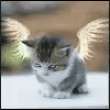 Kitten Wings Angel Cat GIF - Kitten Wings Angel Cat Cute GIFs
