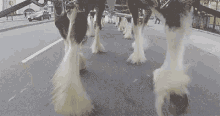 Trot GIF - Horse Horses Equine GIFs
