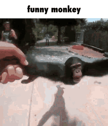 Monkey Dizzy GIF - Monkey Dizzy Spinning GIFs
