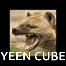 Yeen Cube Hyena GIF