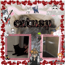 catnap is the name of the cat in this picture