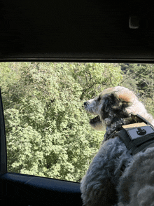 a dog in a car looking out the window with a tag that says ' agility ' on it