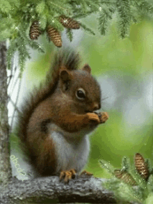 squirrel animation