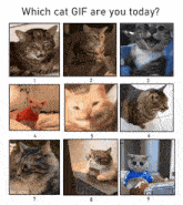 Which Cat Mood Are You Funny GIF - Which Cat Mood Are You Mood Funny GIFs