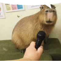 a person is holding a microphone in front of a capybara sitting on a couch