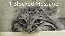 Pallas Cat Blocked GIF - Pallas Cat Blocked Munch GIFs