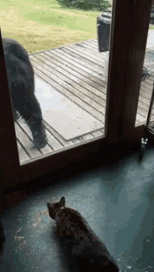 Grizzly Bear Cat GIF - Grizzly Bear Cat Shooked GIFs