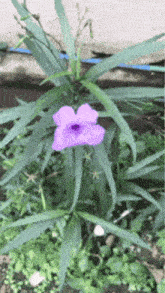 a purple flower with green leaves is growing in the dirt