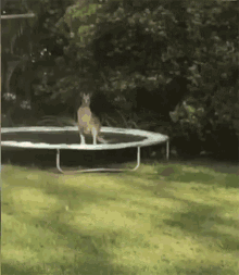 Epic Fail Kangaroo GIF