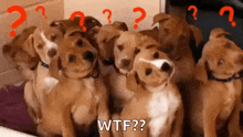 Confused Dogs GIF - Confused Dogs Questionmarks GIFs