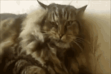 Angry Cat GIF - Angry Cat Smile GIFs