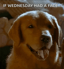 Air Bud Funny Face GIF - Air Bud Funny Face Funny Dogs GIFs