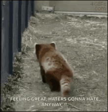 Red Panda Haters Gonna Hate Anyway GIF - Red Panda Haters Gonna Hate Anyway GIFs