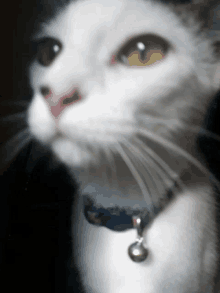 Cat Sniff GIF - Cat Sniff Meme GIFs