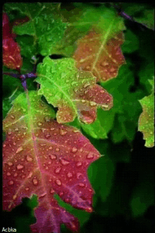 Leaves Water GIF - Leaves Water Dew GIFs